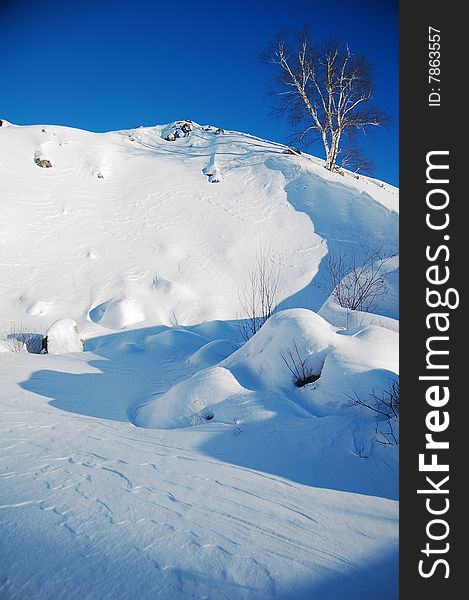 A birch tree growing on a snow-covered ridge. A birch tree growing on a snow-covered ridge.