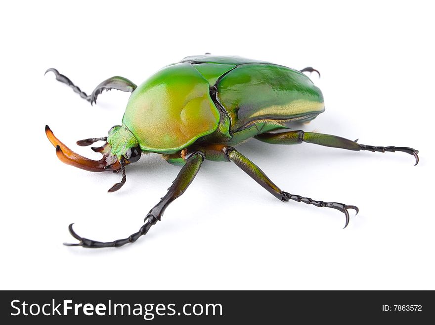 A Green Flower Beetle (Eudicella morgani) isolated on a white background