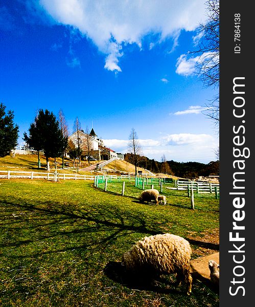 Sheeps in rokkosan pasture, Japan