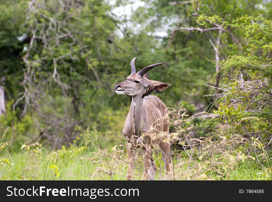 Kudu in the bush in Kruger Park