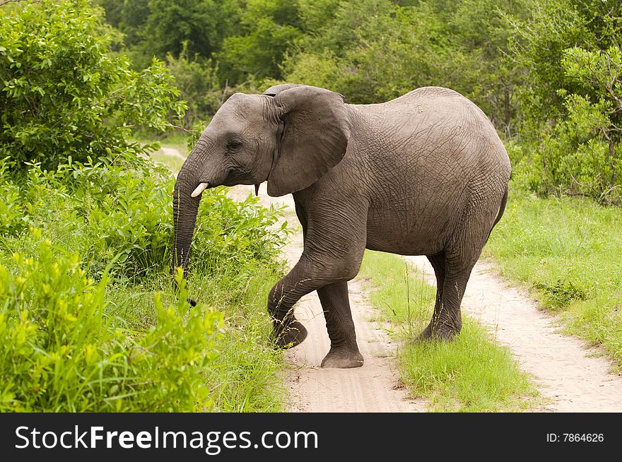 Elephant in Kruger National Park. Elephant in Kruger National Park