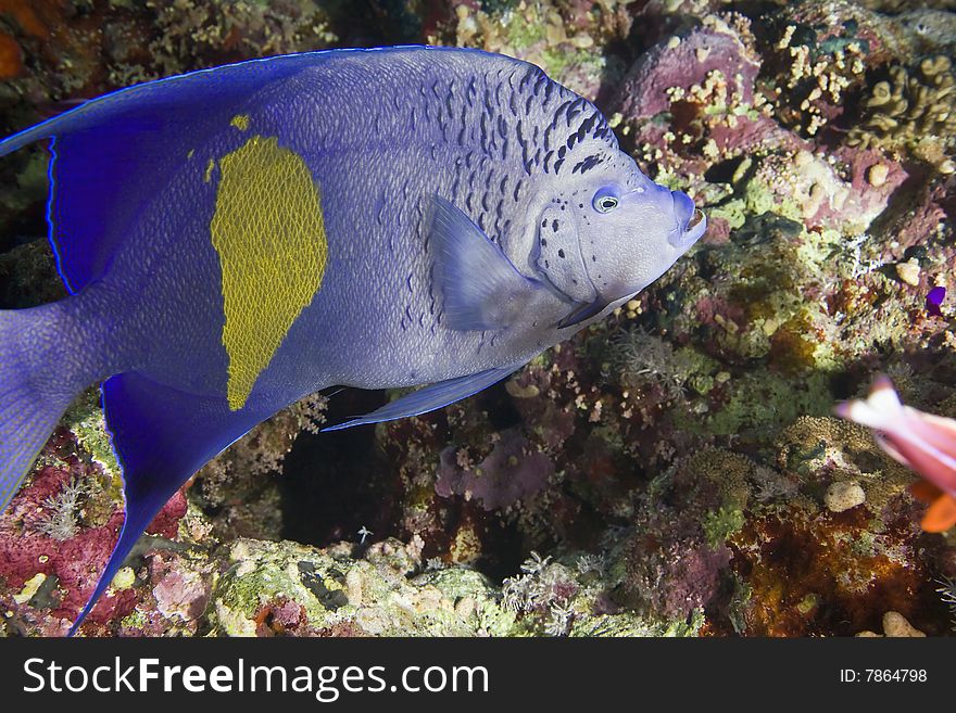 Red Sea Angelfish (Pomacanthus maculosus) taken in the red sea.