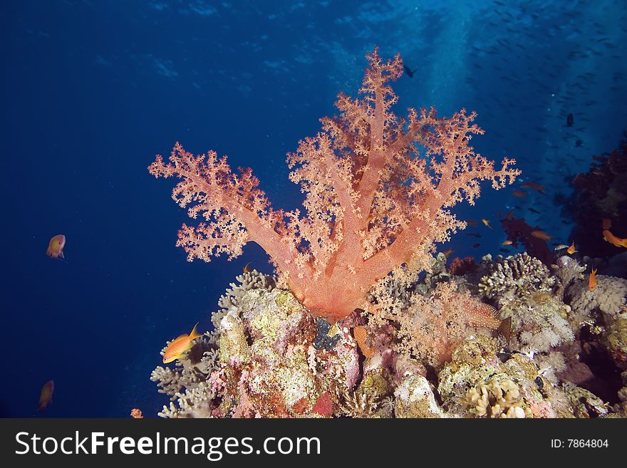 Softcoral (dendronephthya hemprichi)taken in the red sea.