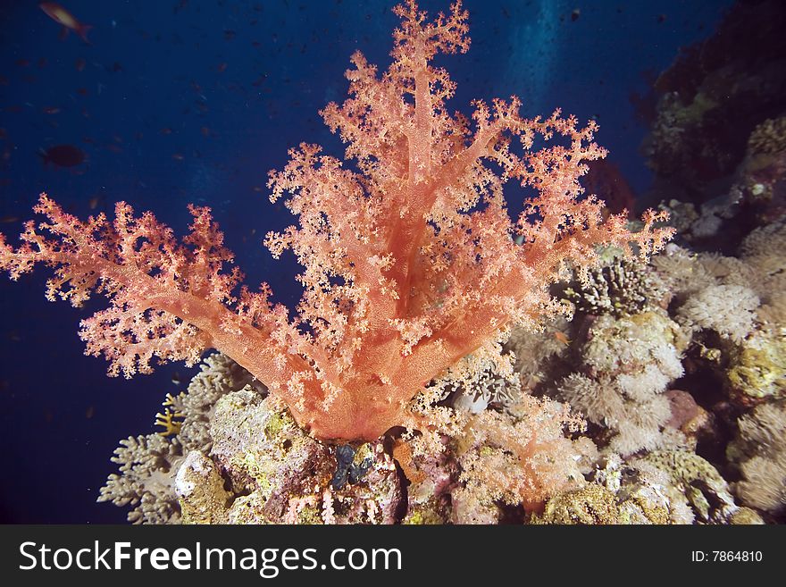 Softcoral (dendronephthya hemprichi)taken in the red sea.