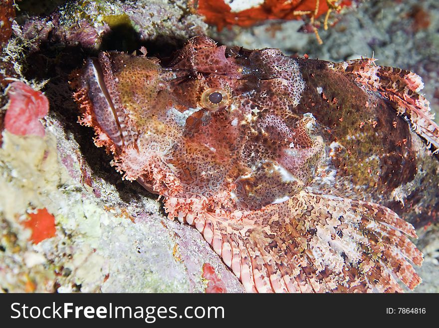 Smallscale scorpionfish (Scorpaenopsis oxycephala)taken in the red sea.