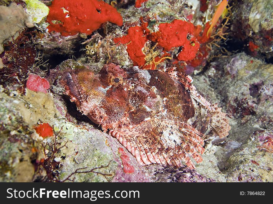 Smallscale scorpionfish (Scorpaenopsis oxycephala)taken in the red sea.