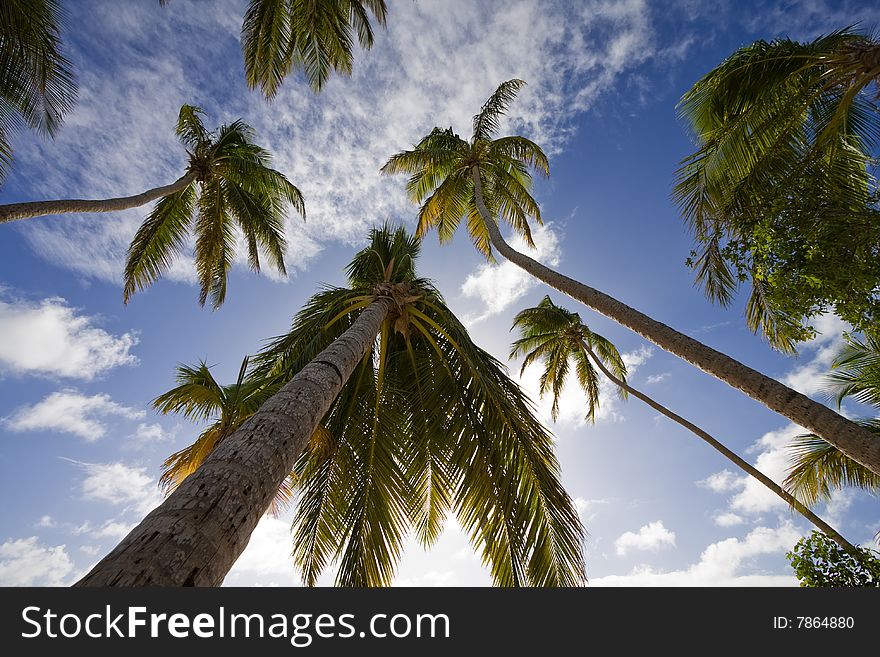 View Into The Sky With Palmtrees