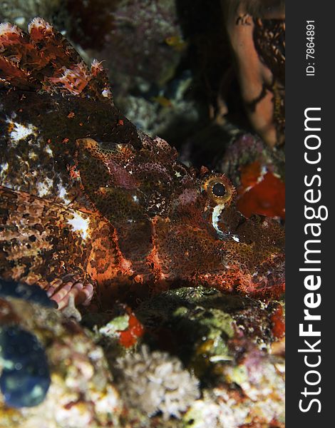 Smallscale scorpionfish (Scorpaenopsis oxycephala)taken in the red sea.