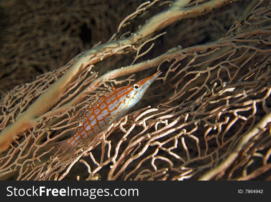Longnose hawkfish (oxycirrhites typus)taken in the red sea.