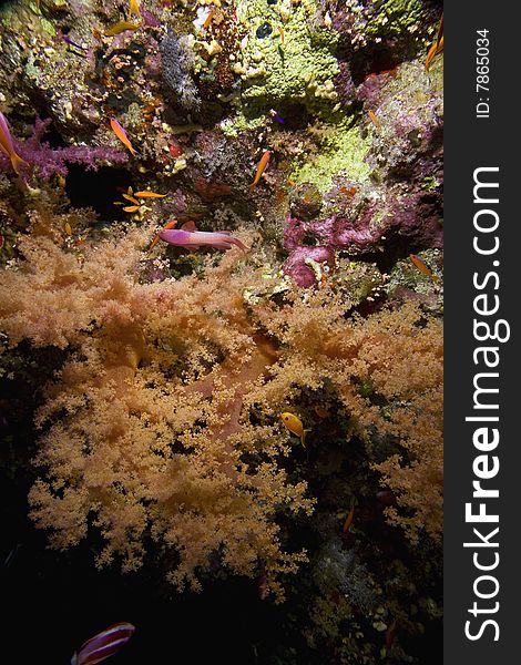 Softcoral And Fish