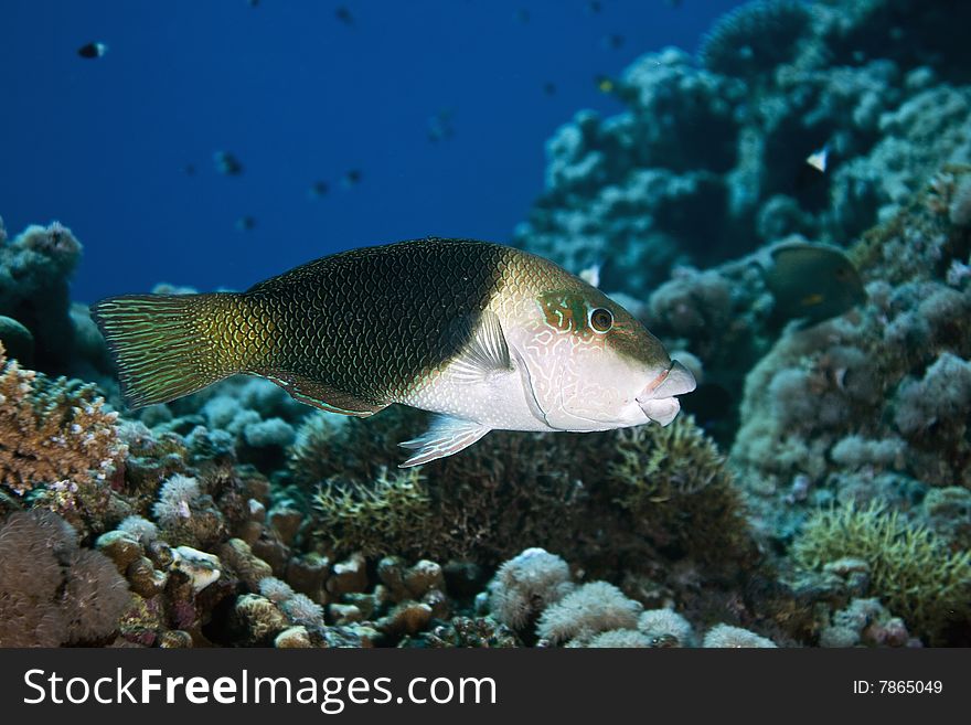 Half-and-half thicklip (hemigymnus melapterus)taken in the red sea.