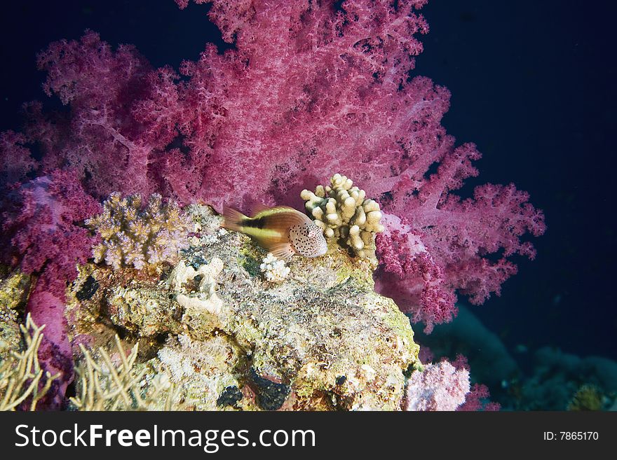 Freckled hawkfish (paracirrhites forsteri) taken in the red sea.