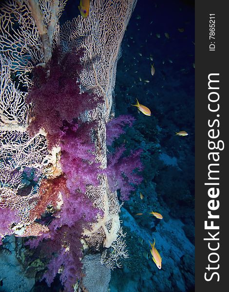 Seafan And Softcoral