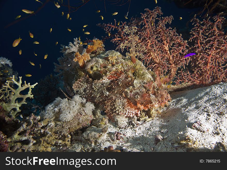 Scorpionfish