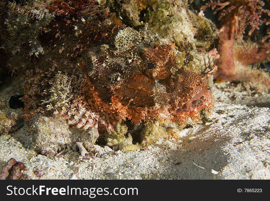 Smallscale scorpionfish (Scorpaenopsis oxycephala)taken in the red sea.