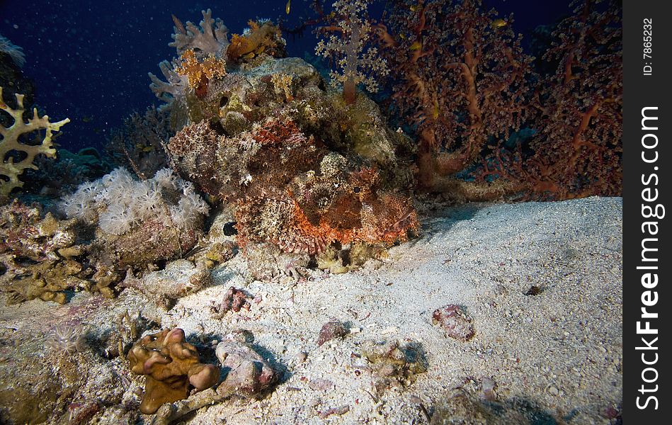 Smallscale scorpionfish (Scorpaenopsis oxycephala)taken in the red sea.