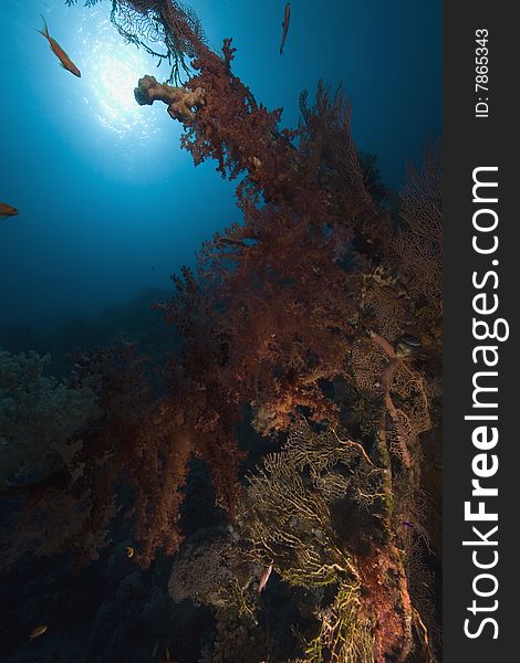 Coral, sun ocean and fish taken in the red sea.