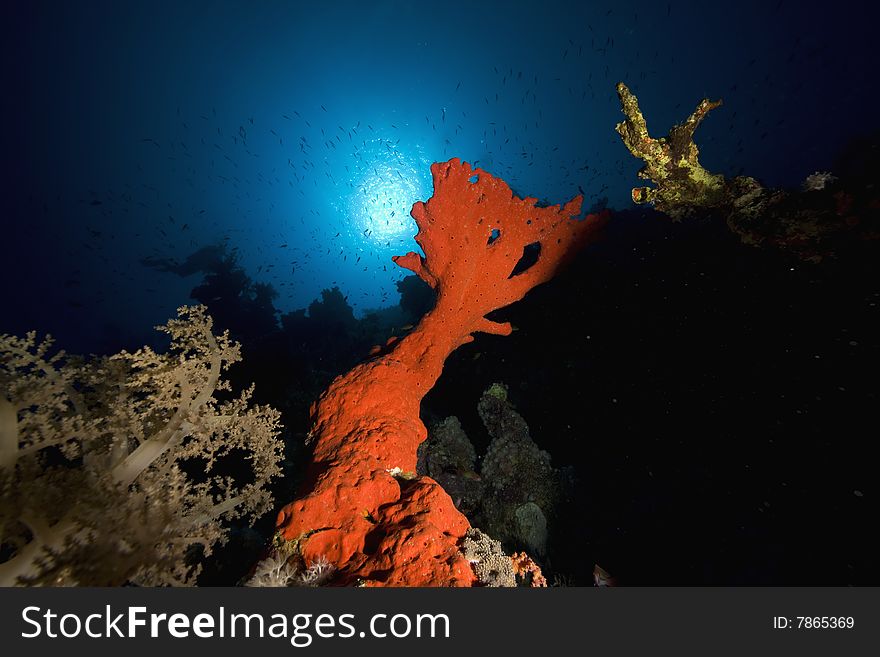 Red boring sponge (pione cf. vastifica)taken in the red sea.