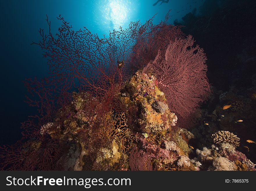 Coral, sun ocean and fish taken in the red sea.