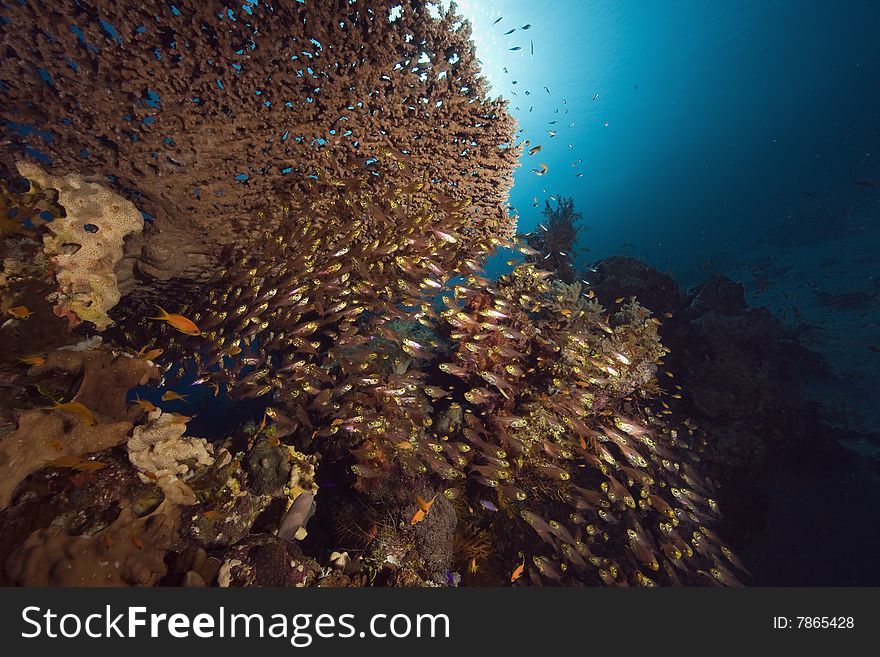 Coral, sun ocean and fish taken in the red sea.