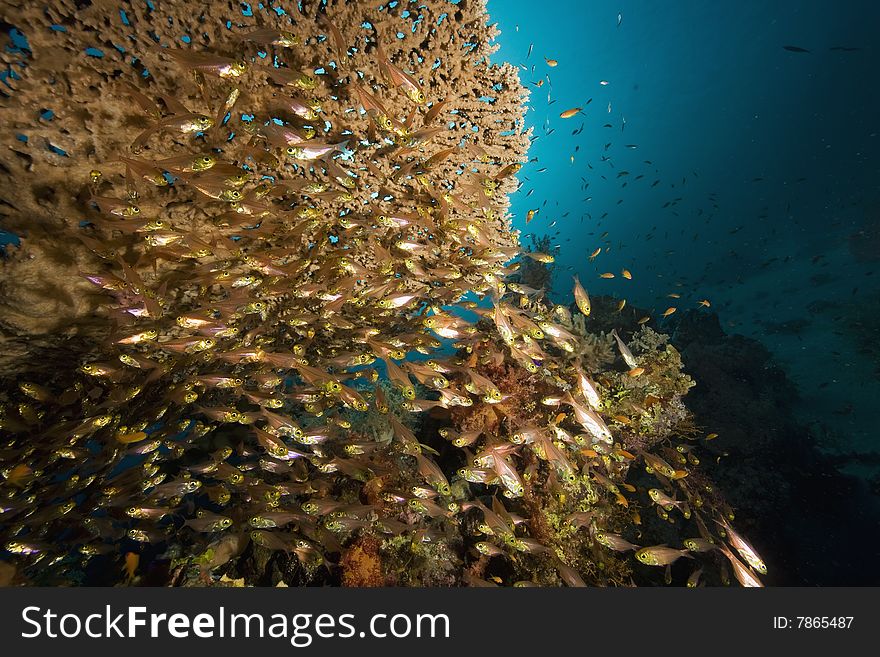 Coral, sun ocean and fish taken in the red sea.