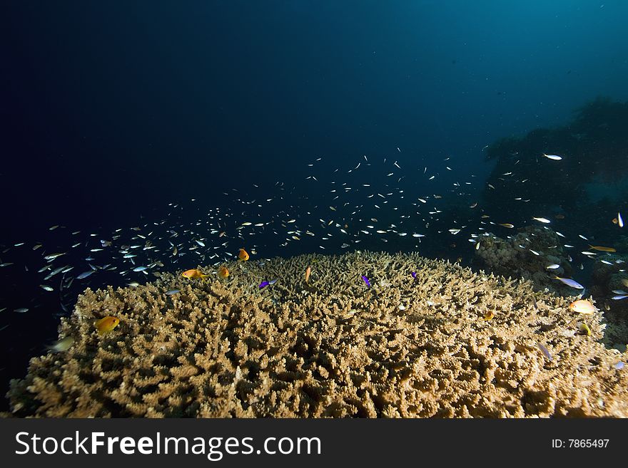 Coral, sun ocean and fish taken in the red sea.