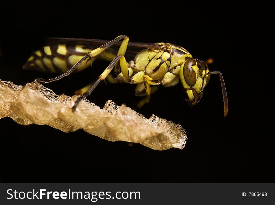 Yellow Wasp Side View with Black Background