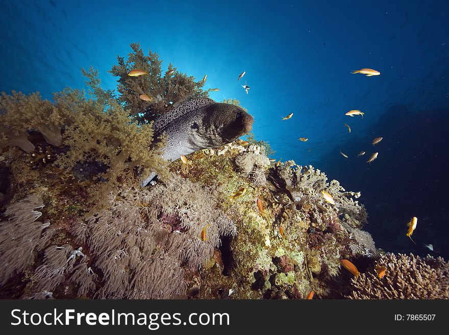 Moray, coral and ocean