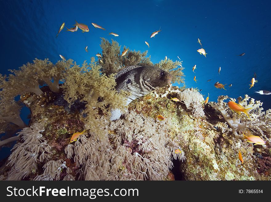 Giant moray (gymnothorax javanicus)taken in the red sea.