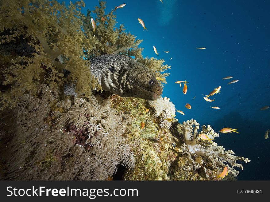 Giant moray (gymnothorax javanicus)taken in the red sea.