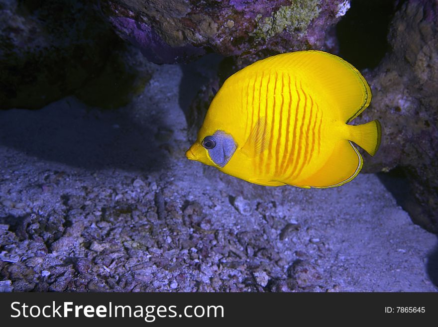 Masked Butterfly Fish