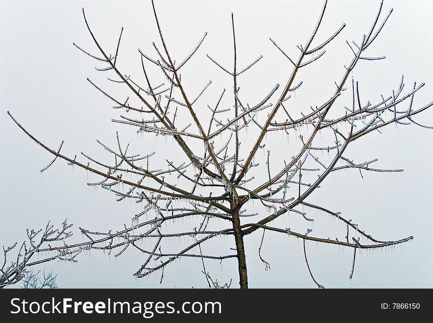 Young maple tree encased in winter ice against an overcast sky. Young maple tree encased in winter ice against an overcast sky.