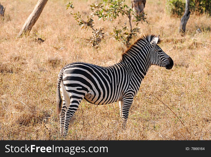 Young Zebra photographed in the outback of Zambia while on safari.