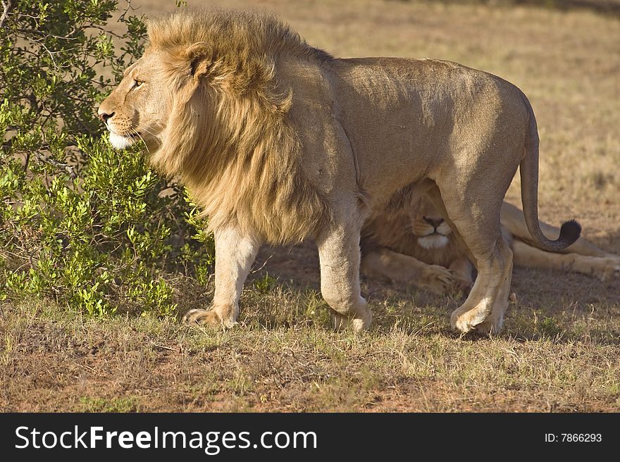 A young Male lion walks past an older lion. A young Male lion walks past an older lion