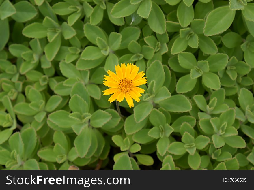 Yellow flower on a green plants background