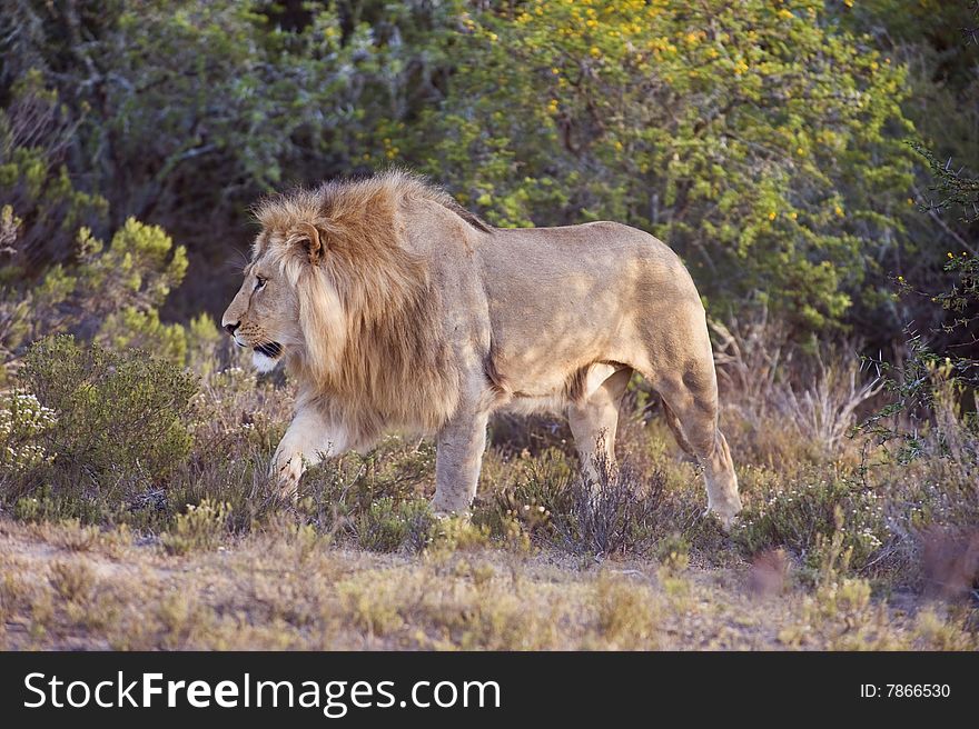A light colored Lion emerges from the thicket. A light colored Lion emerges from the thicket