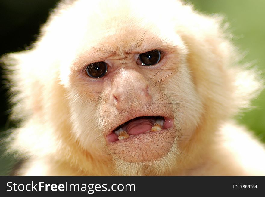 A portrait of a angry looking spider monkey.