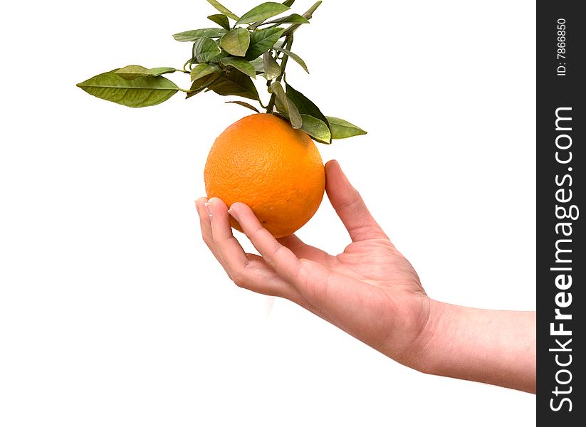 Boyl's hand with tangerine  isolated on white background