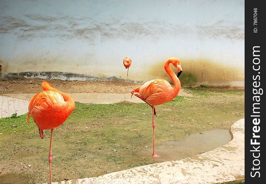 Flamingo stands on one foot to rest at the zoo