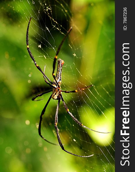 Macro of golden orb web spider