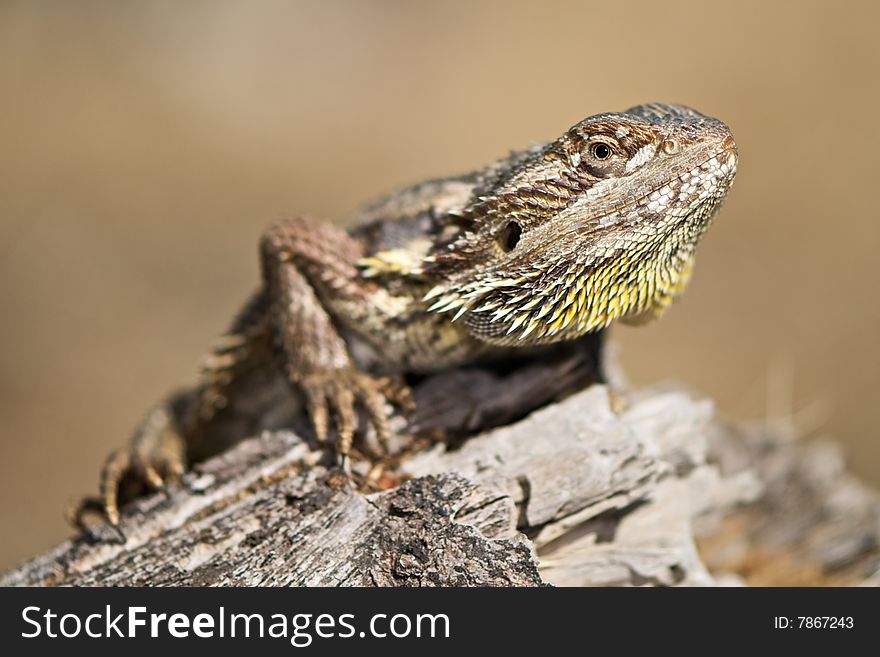 Bearded Dragon in natural environment on log. Bearded Dragon in natural environment on log