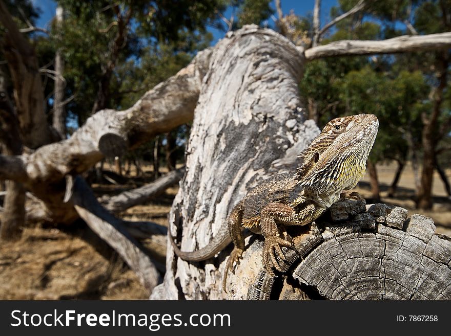 Bearded Dragon in natural environment on log. Bearded Dragon in natural environment on log