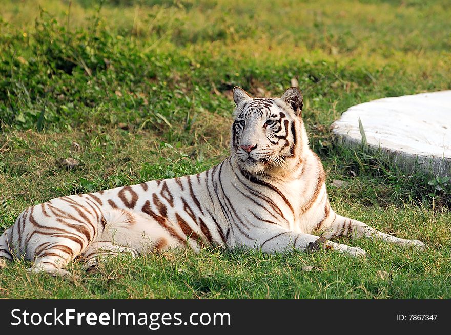 Tiger standing in green grass.