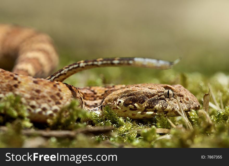 Death Adder Sitting In Leaves