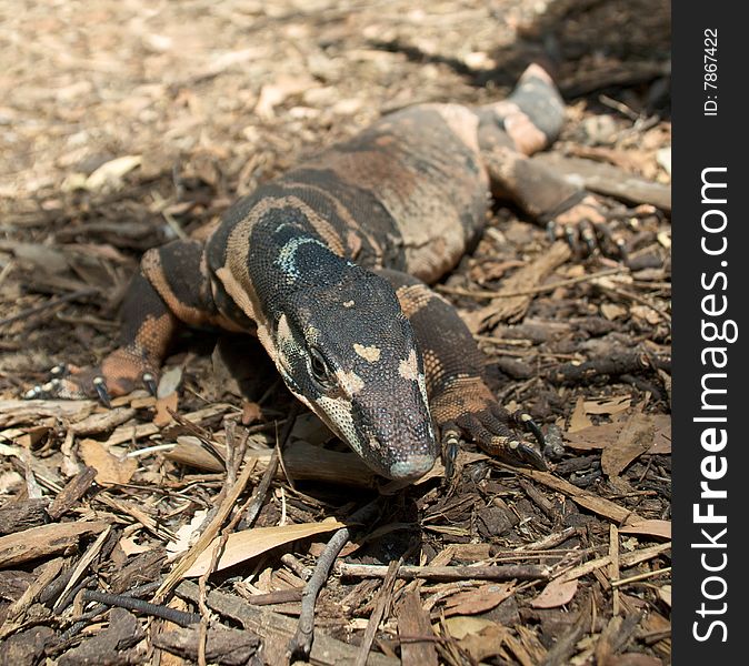 Lace Monitor in outdoor environment. Lace Monitor in outdoor environment