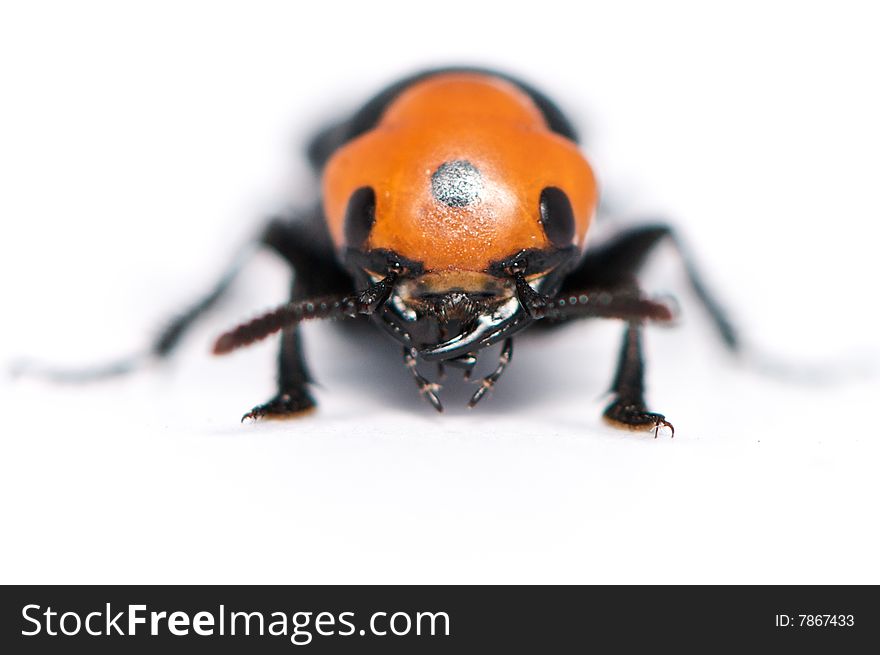 Insect Isolated on white background. Insect Isolated on white background