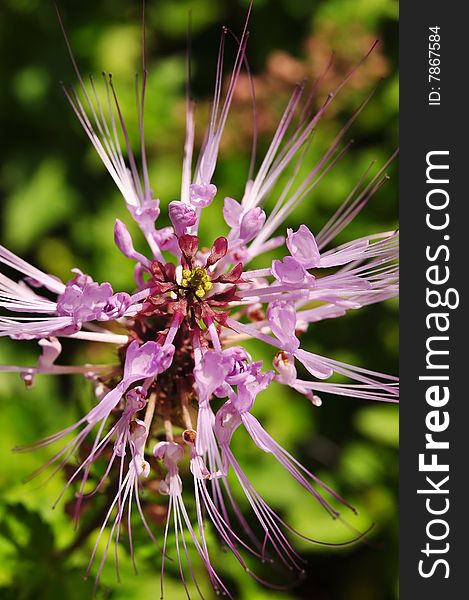 Macro of Cat's whiskers flower