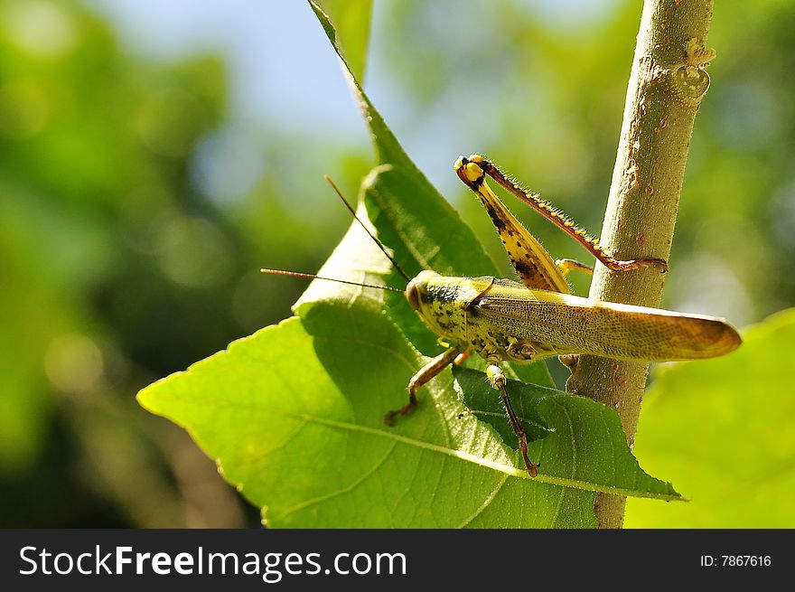 Macro of grasshopper standing on plant
