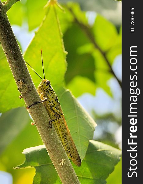 Macro of grasshopper standing on plant