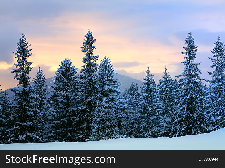 Stock photo: nature: an image of a beautiful twilight in winter forest